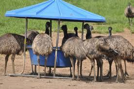EMU Bird Farming